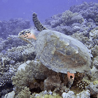 Tropical Diving Kenya Turtle