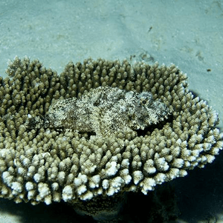Tropical Diving Kenya Coral