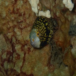 Fimbriated Moray Eel