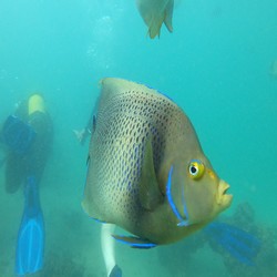 Tropical Diving Kenya Malaika